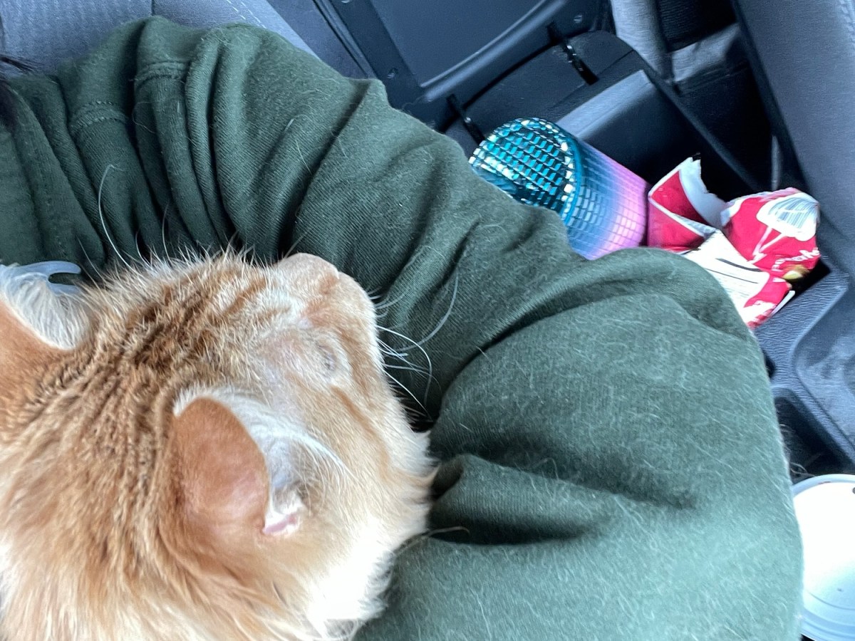 Our Cat Got&nbsp;Sick